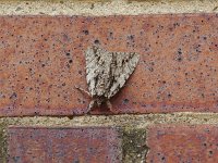 Scarlet Underwing Moth